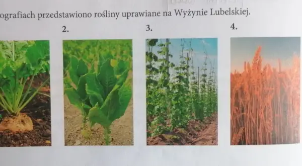Co uprawia się na wyżynie lubelskiej? Poznaj najważniejsze rośliny