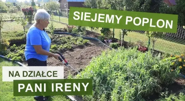 Jak siać żyto na poplon – uniknij najczęstszych błędów i zyskaj plony