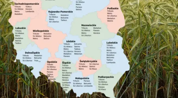 Mapa Polski z zaznaczonymi odmianami pszenżyta, w tym pszenżyto Tributo, na tle złotego pola.