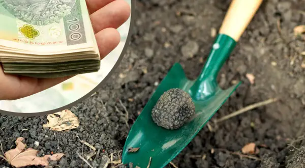 Kiedy jest sezon na trufle? Odkryj najlepszy czas na zbiór trufli