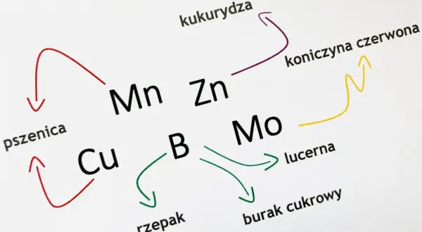 Schemat przedstawia zależności między roślinami (pszenica, kukurydza, rzepak, lucerna, burak cukrowy, koniczyna czerwona) a pierwiastkami (Cu, Mn, Zn, B, Mo), ilustrując ich rolę jako makro i mikroelementy.