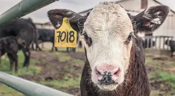 Młoda krowa z żółtą metką "7018" na uchu. W tle inne bydło, budynki gospodarcze. Obraz przypomina o zagrożeniu chorobą wściekłych krów.