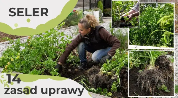 Jak uprawiać seler – sprawdzone metody na zdrowe plony w ogrodzie