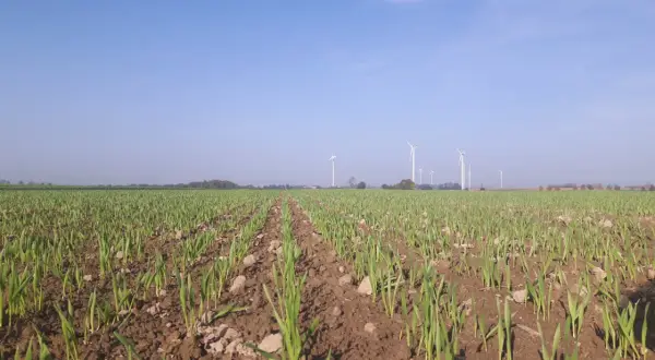 Młode zielone pędy na polu, w tle wiatraki i błękitne niebo. Piękna jesień.
