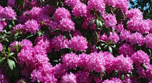 Kiedy nawóz pod rododendrony? Kluczowe terminy dla zdrowych roślin