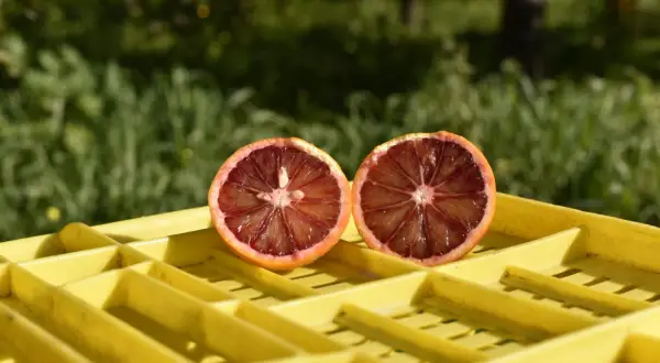 Kiedy jest sezon na grejpfruty? Odkryj najlepszy czas na świeże owoce