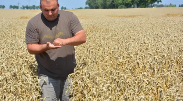 Rolnik w polu pszenicy sprawdza kłosy.