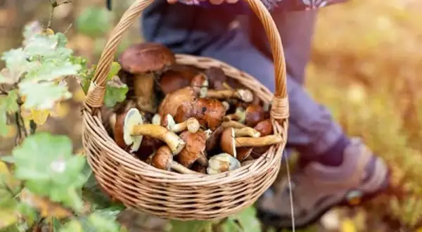 Kiedy kończy się sezon na grzyby? Sprawdź, zanim będzie za późno