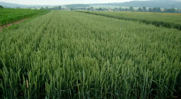 Zielone pole jęczmienia ozimego rozciąga się po horyzont, z kukurydzą po lewej.
