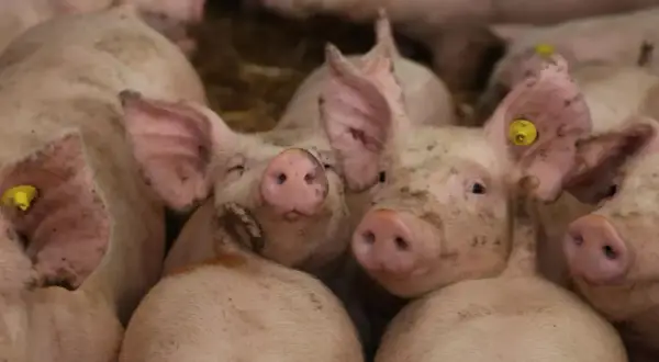 Stado prosiąt w zagrodzie, z żółtymi kolczykami w uszach. Ich pyszczki są lekko ubrudzone, co może odzwierciedlać obecną sytuację na rynku świń.