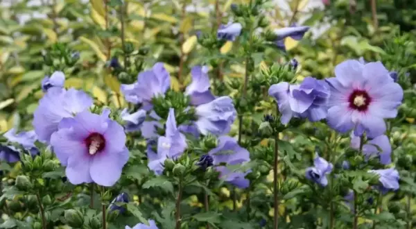 Piękny, fioletowy hibiskus kiedy kwitnie, zachwyca swoimi delikatnymi płatkami i ciemnym środkiem.