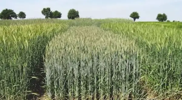 Pole z pszenżytem ozimym, widać różnice w dojrzewaniu między kępami.