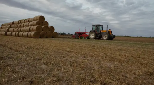 Sąsiek ze słomy piętrzy się na polu, obok pracuje traktor z siewnikiem.
