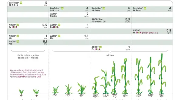 Schemat nawożenia dolistnego zbóż z produktami Basfoliar i ADOB. Pokazuje dawkowanie i fazy rozwoju roślin.