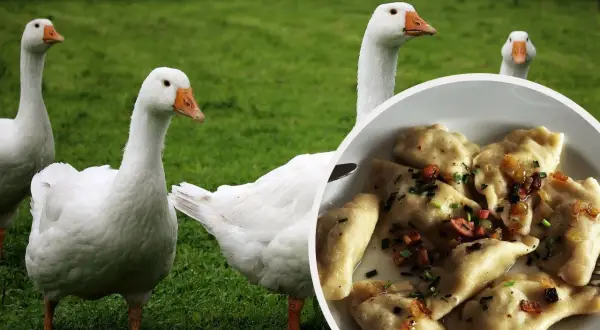Gęś kołudzka na zielonej trawie, obok talerz pysznych pierogów.