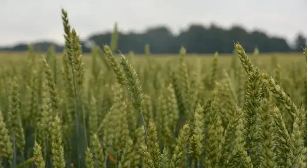 Kiedy sieje się zboża ozime? Kluczowe terminy i błędy do uniknięcia