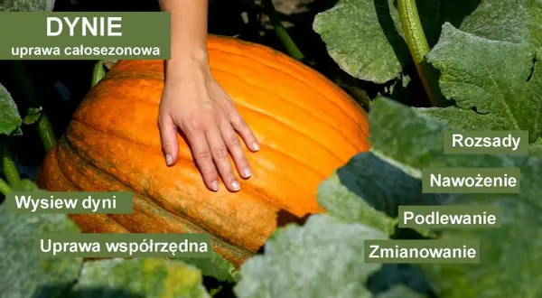 Jak uprawiać dynie - sekrety udanej uprawy i pielęgnacji roślin
