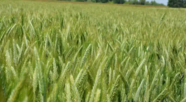 Zielone łany zbóż ozimych, falujące na wietrze. W tle widać drzewa i błękitne niebo.