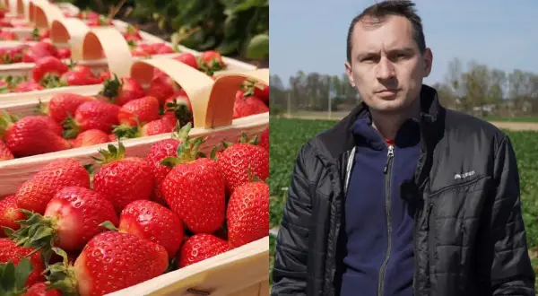 Kosze pełne soczystych truskawek odmiany Rumba, obok rolnik na polu.