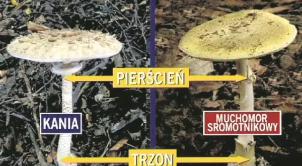 Kiedy jest sezon na kanie? Sprawdź najlepszy czas na zbiór tych grzybów