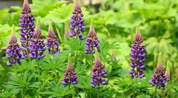 Wiele fioletowych łubinów z zielonymi liśćmi na tle zieleni.