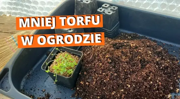 Co można uprawiać na ziemiach torfowych? Odkryj najlepsze rośliny