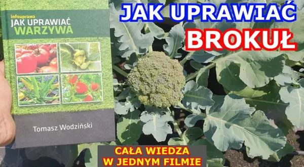 Jak uprawiać brokuły: proste sposoby na zdrowe plony w ogrodzie