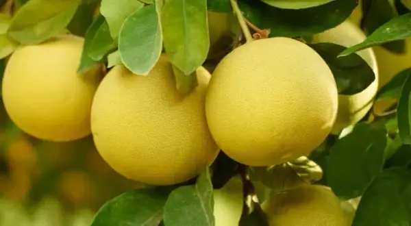 Kiedy sezon na pomelo? Dowiedz się, kiedy je kupić w Polsce