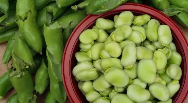 Kiedy sezon na bób? Odkryj najlepszy czas na świeże bób i ceny