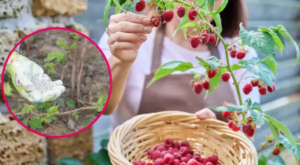 Kobieta zbiera maliny do koszyka, w tle widać rękę w rękawiczce z nawozem.