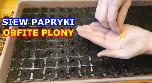 Jak siać paprykę z nasion - uniknij błędów i ciesz się plonami