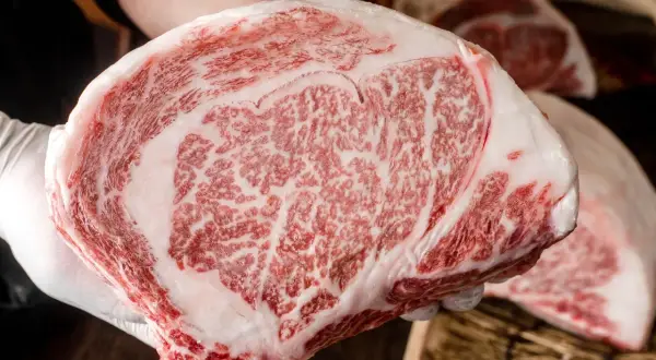 Ręka w białej rękawiczce trzyma kawałek soczystej wołowiny krowy wagyu z charakterystycznym marmurkowym przerostem tłuszczu.