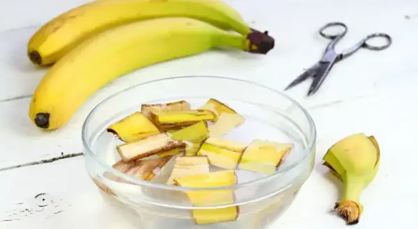 Kawałki skórek bananów moczone w wodzie, przygotowywane jako nawóz z banana. Obok leżą banany i nożyczki.