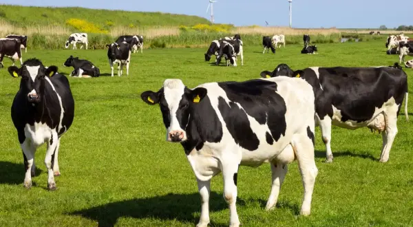 Pastuch elektryczny w praktyce – dla krów, bydła, dzików i niechcianych zwierząt