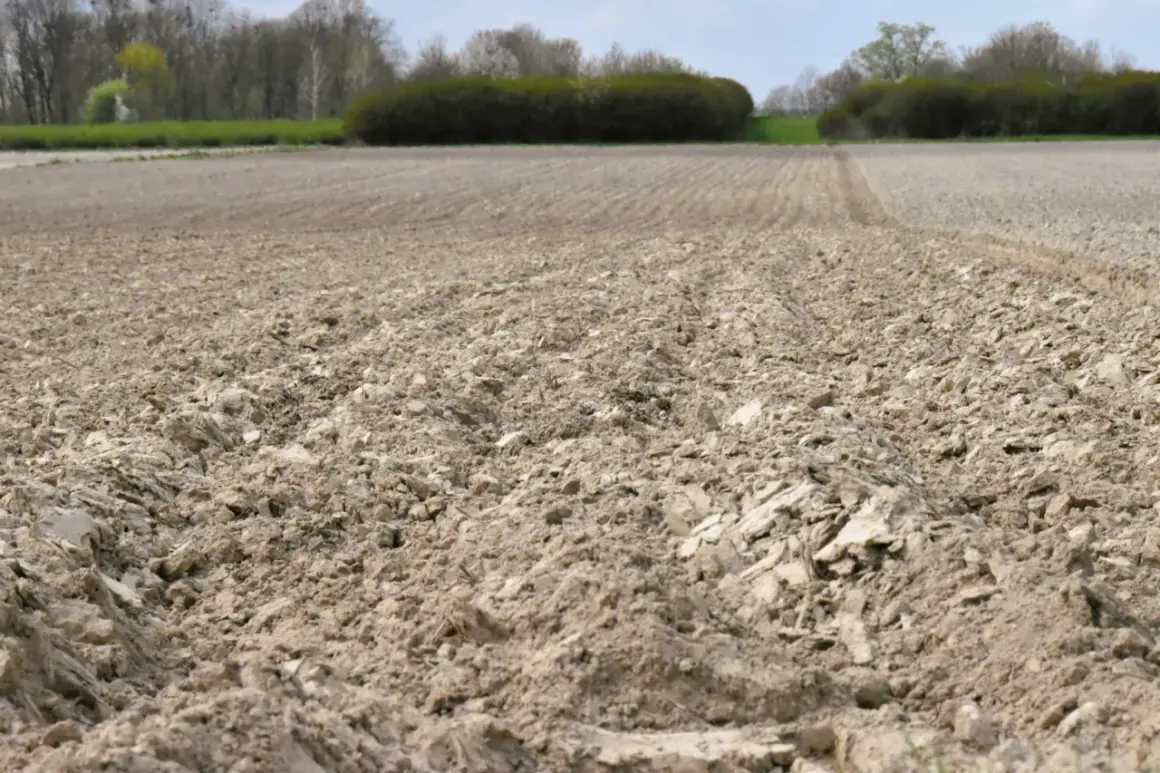 Kiedy siać nawóz na zboża jare, aby uniknąć niskich plonów