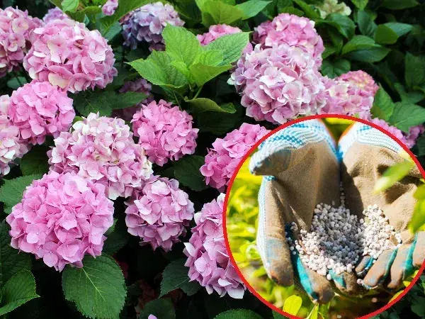 Kiedy nawóz jesienny do hortensji? Oto kluczowe terminy i porady