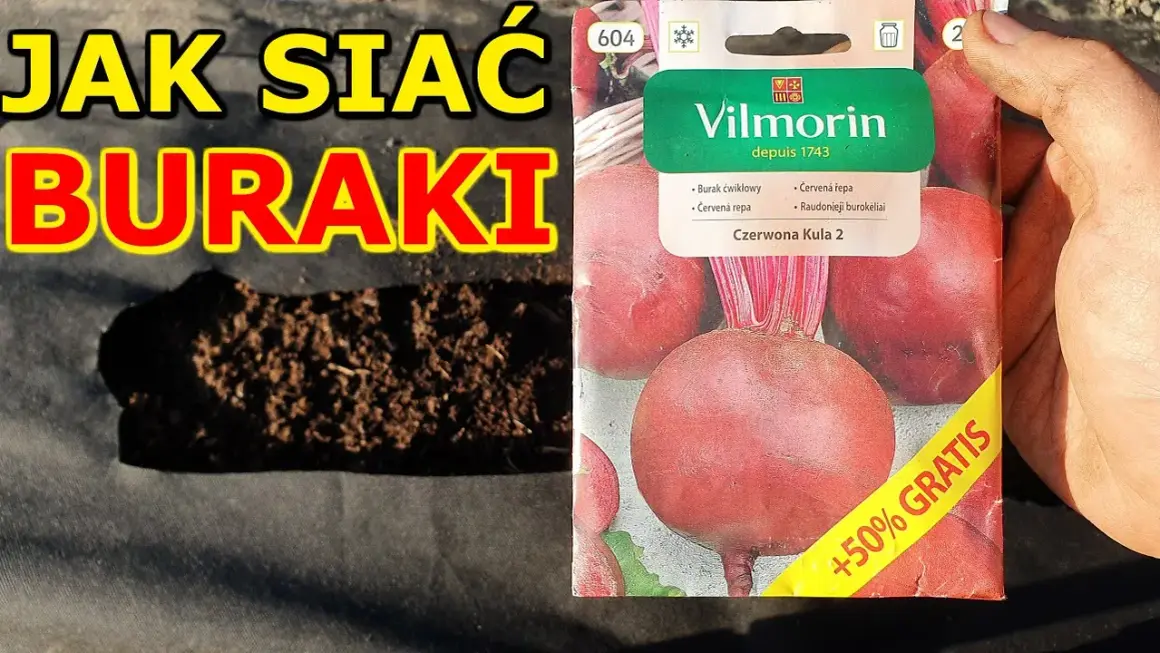 Kiedy siać buraczki czerwone, aby uniknąć błędów w uprawie