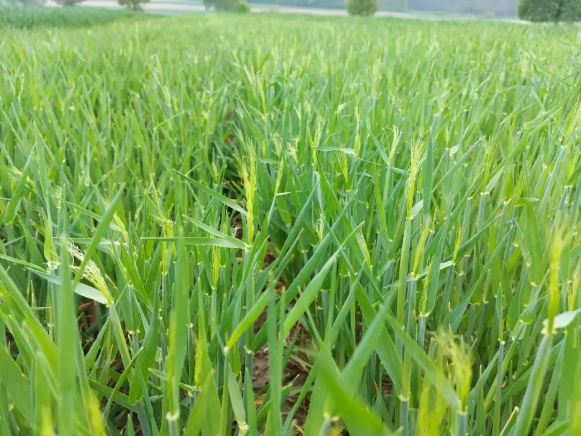 Zielone łany pszenicy, widać początki kłosów. Skracanie pszenicy zapobiegnie jej wyleganiu.
