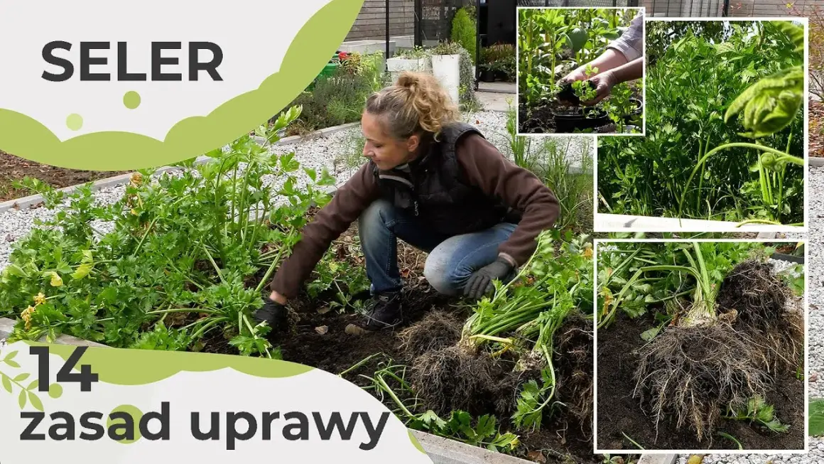 Jak uprawiać seler – sprawdzone metody na zdrowe plony w ogrodzie