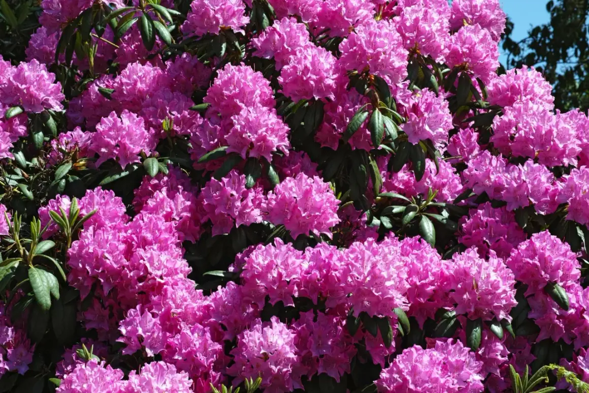 Kiedy nawóz pod rododendrony? Kluczowe terminy dla zdrowych roślin