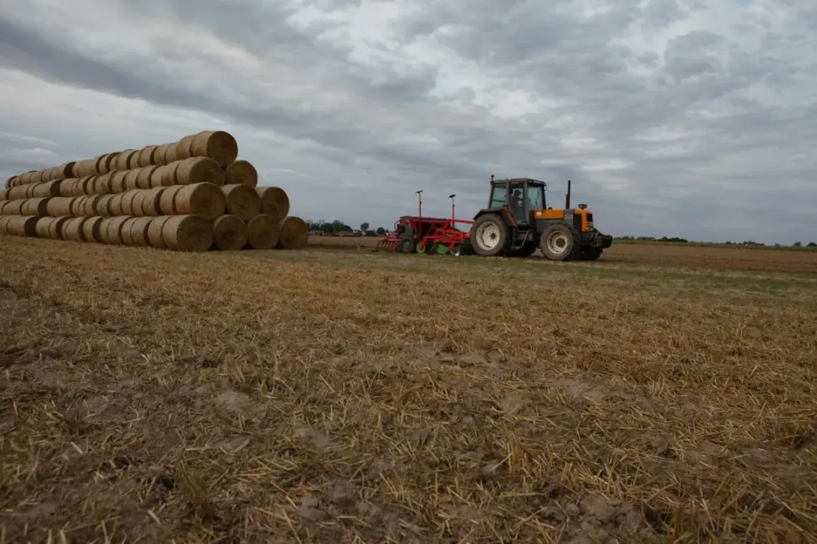 Sąsiek ze słomy piętrzy się na polu, obok pracuje traktor z siewnikiem.