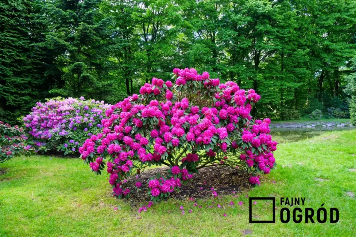 Obficie kwitnący rododendron w intensywnym różowym kolorze, zachwyca wiosną. Obok kwitnie drugi, fioletowy.