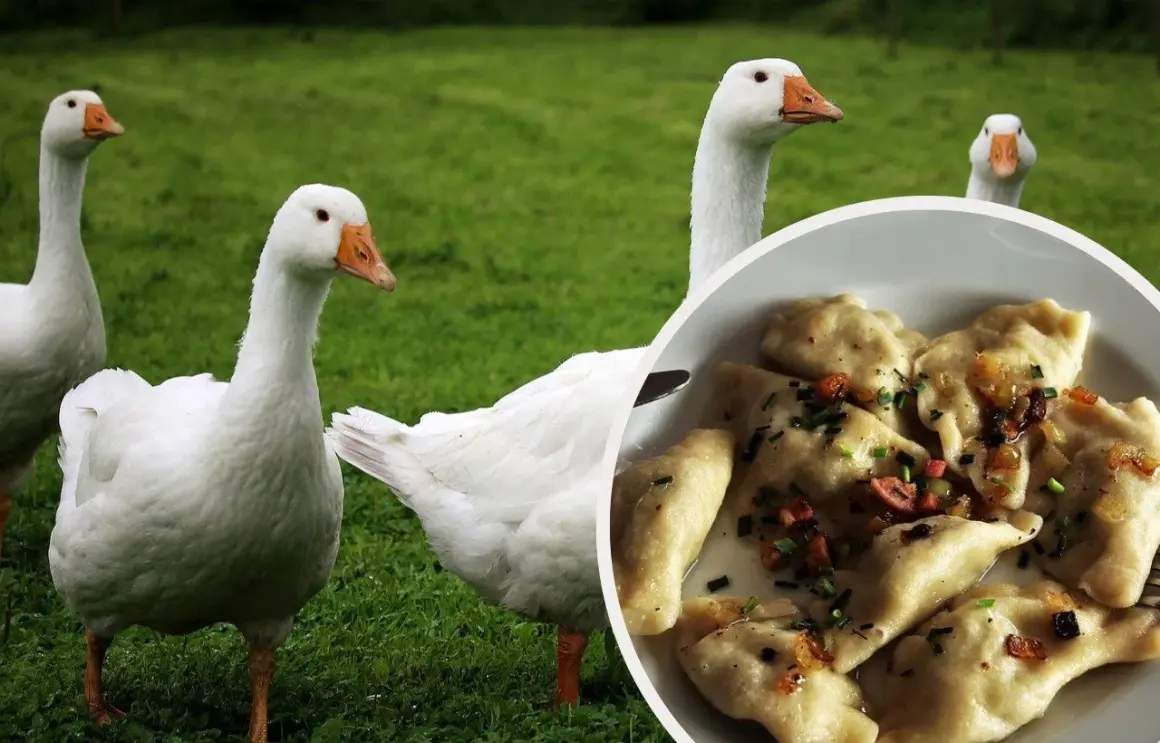 Gęś kołudzka na zielonej trawie, obok talerz pysznych pierogów.