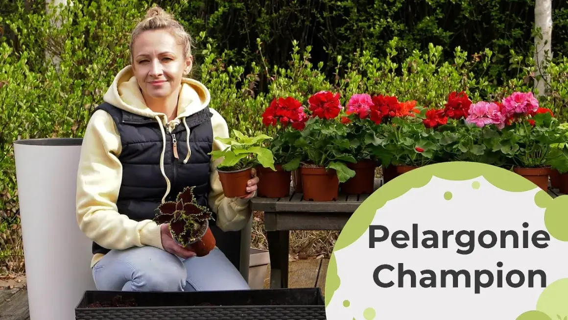 Jak uprawiać pelargonie, by kwitły obficie przez cały sezon
