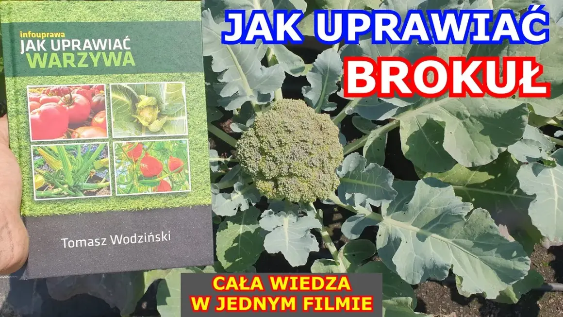 Jak uprawiać brokuły: proste sposoby na zdrowe plony w ogrodzie