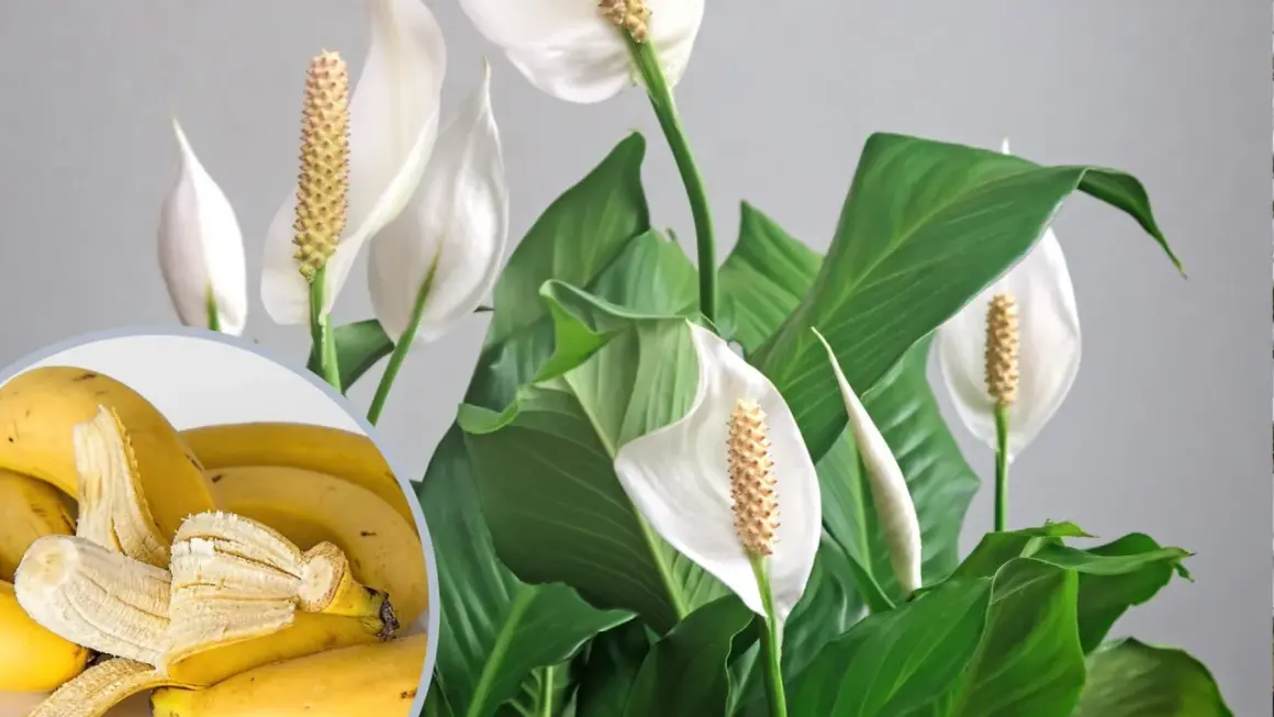 Jakie rośliny podlewać nawozem z bananów, aby uzyskać lepsze plony?