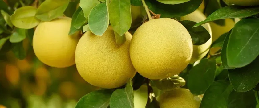 Kiedy sezon na pomelo? Dowiedz się, kiedy je kupić w Polsce