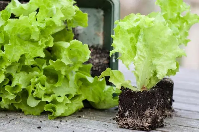 Sałata masłowa kiedy siać - uniknij błędów przy uprawie tej sałaty