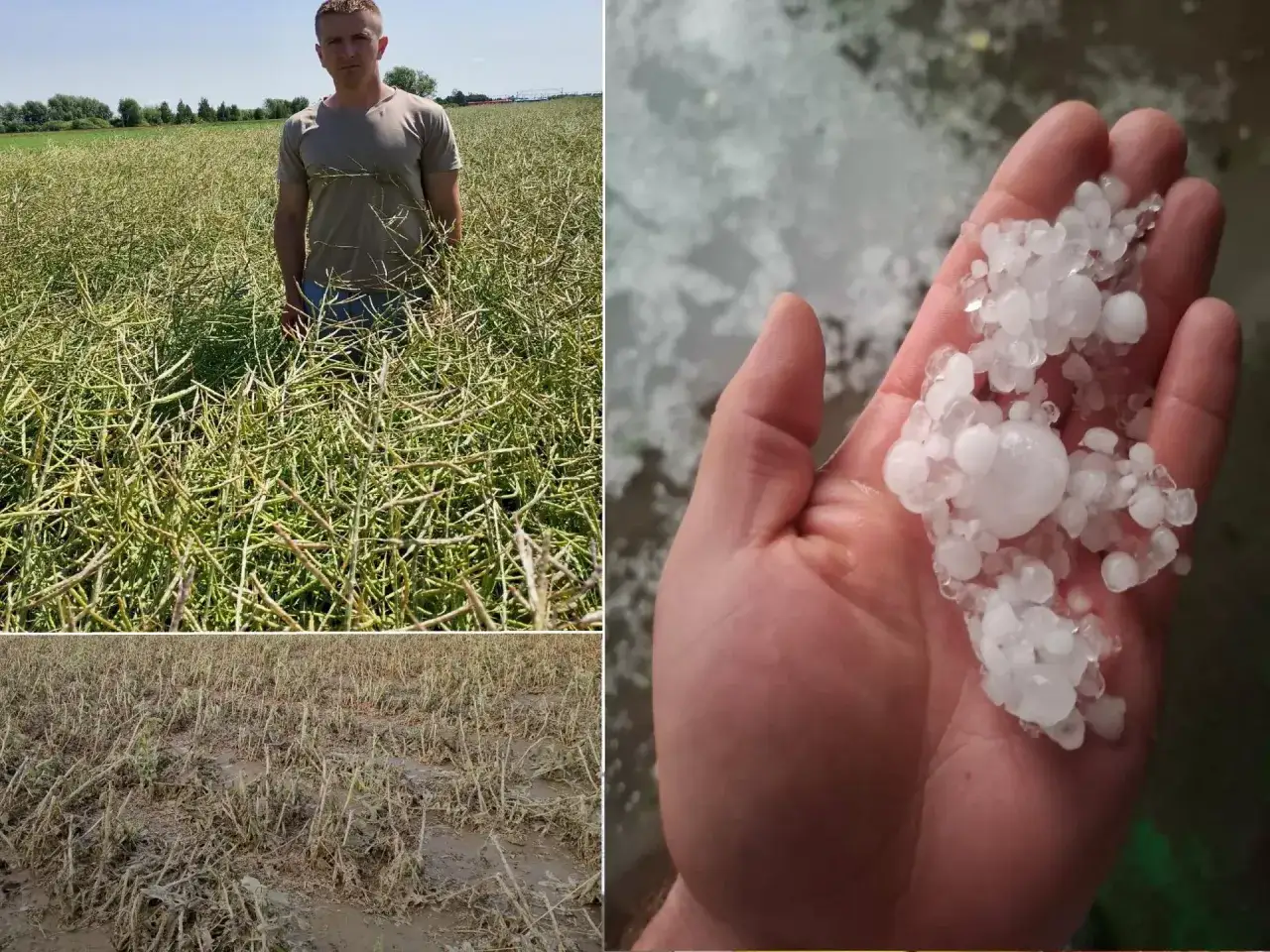 Rolnik w polu rzepaku, zniszczone uprawy i grad na dłoni. To skutki załamania pogody.