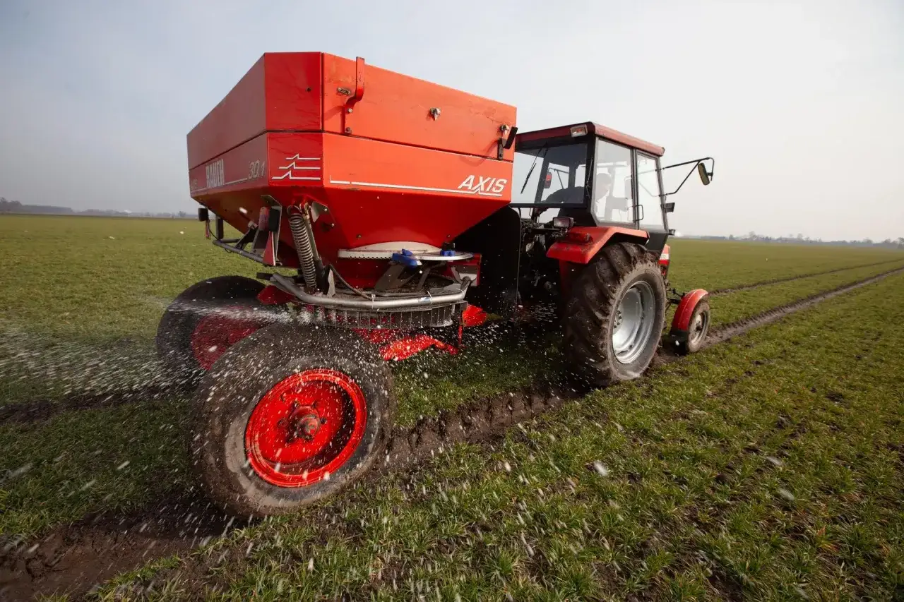 Czerwony traktor z rozsiewaczem zaksan na polu, rozsypujący nawóz na zielone młode zboże.